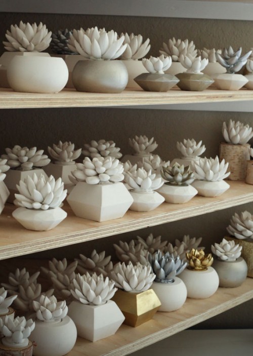 Waterstone Succulents