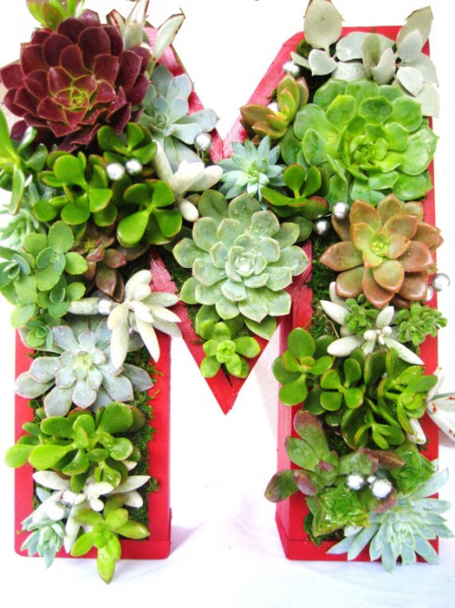 Rooted in Succulents