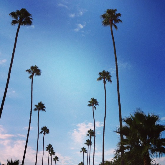 LA palm trees